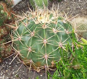 echinocactus_1